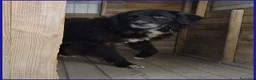 Meticcio cani in regalo: ERAORA, TENERA VECCHIETTA 9 ANNI - Annuncio 9