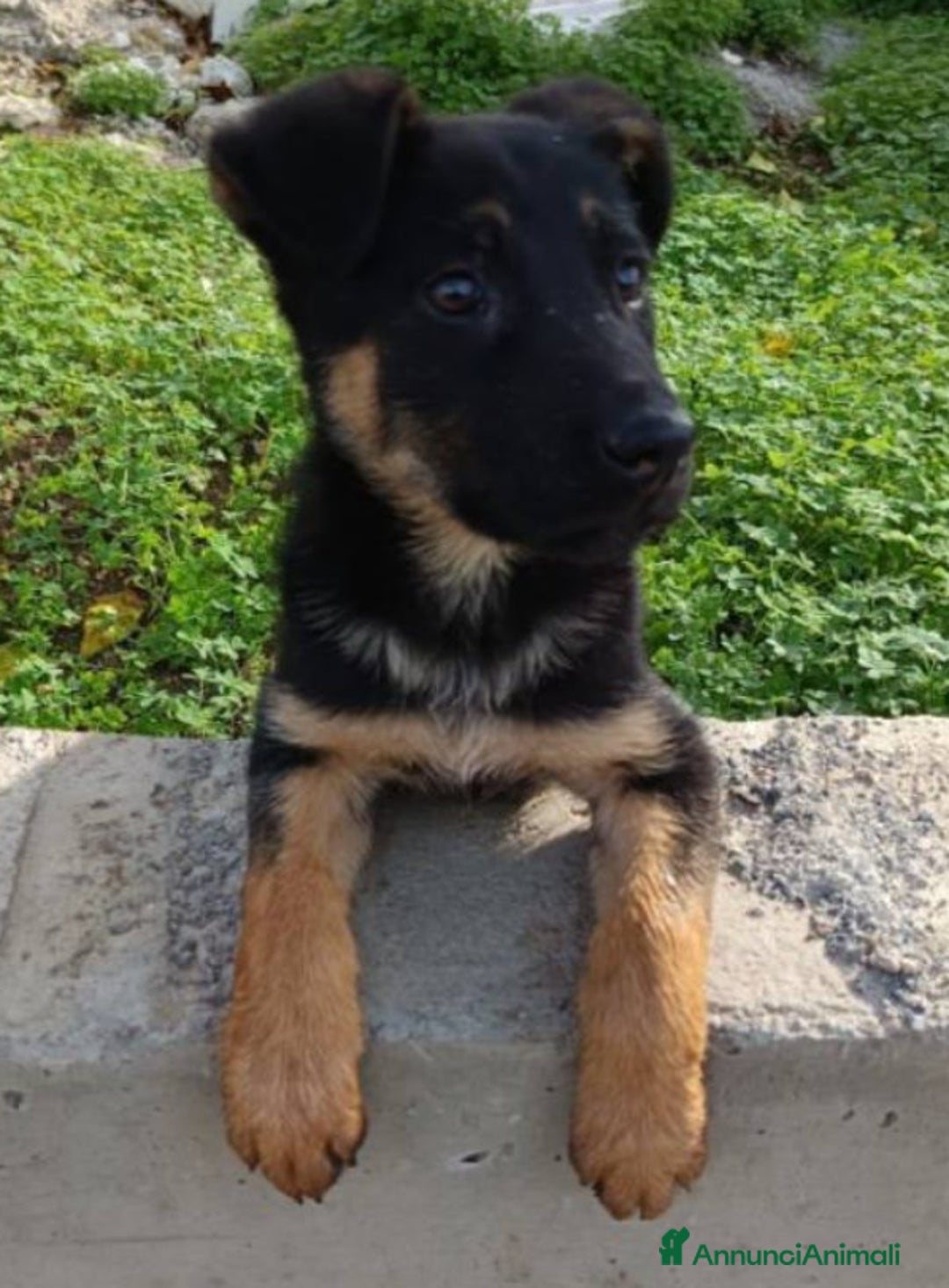 Pastore Tedesco cani in vendita: cuccioli di pastore tedesco - Annuncio 3