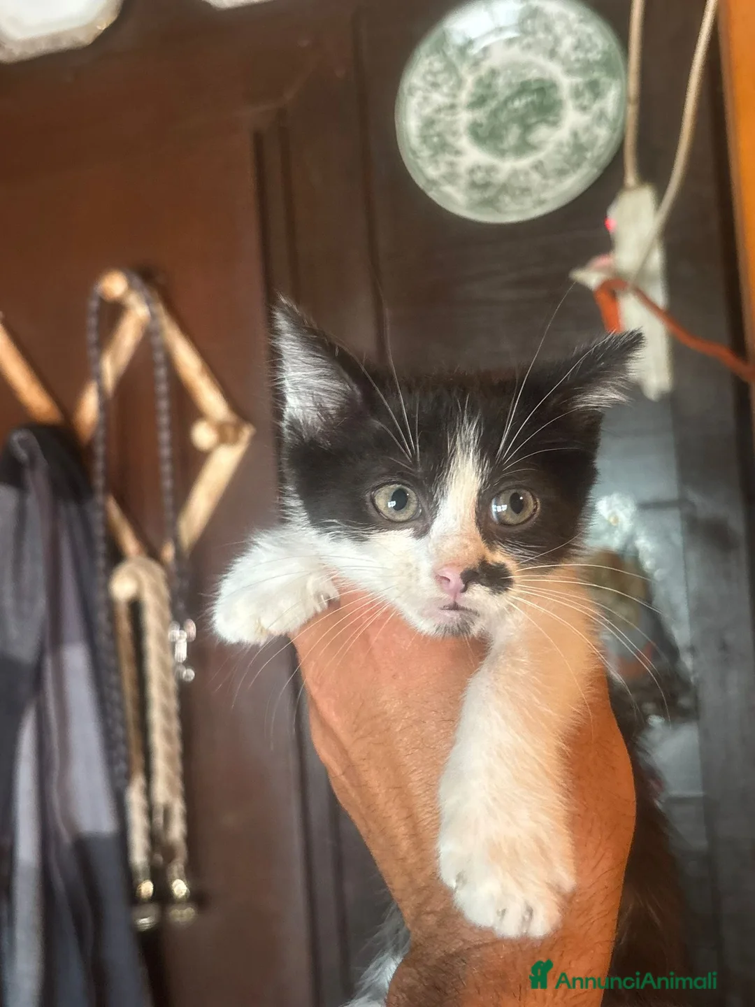 Meticcio gatti in regalo: Michelino dolce gattino 2 mesi in adozione - Annuncio 3