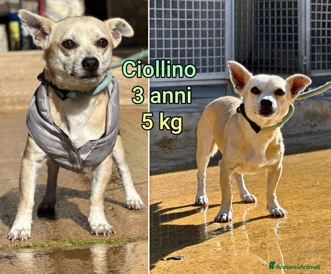 Meticcio cani in regalo: CANI DI TAGLIA PICCOLA E CONTENUTA! - Annuncio 1