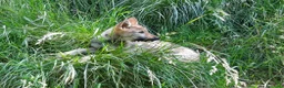 Lupo Cecoslovacco cani in vendita: Cucciolo maschio cane lupo cecoslovacco  - Annuncio 3