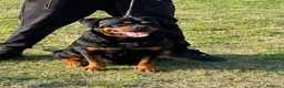 Rottweiler cani in vendita: Cucciolo rottweiler  con pedigree  - Annuncio 3