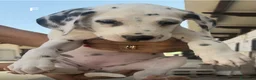 Dalmata cani in vendita: Cuccioli di Dalmata Puri a Città Metropolitana di Bari - Annuncio 2