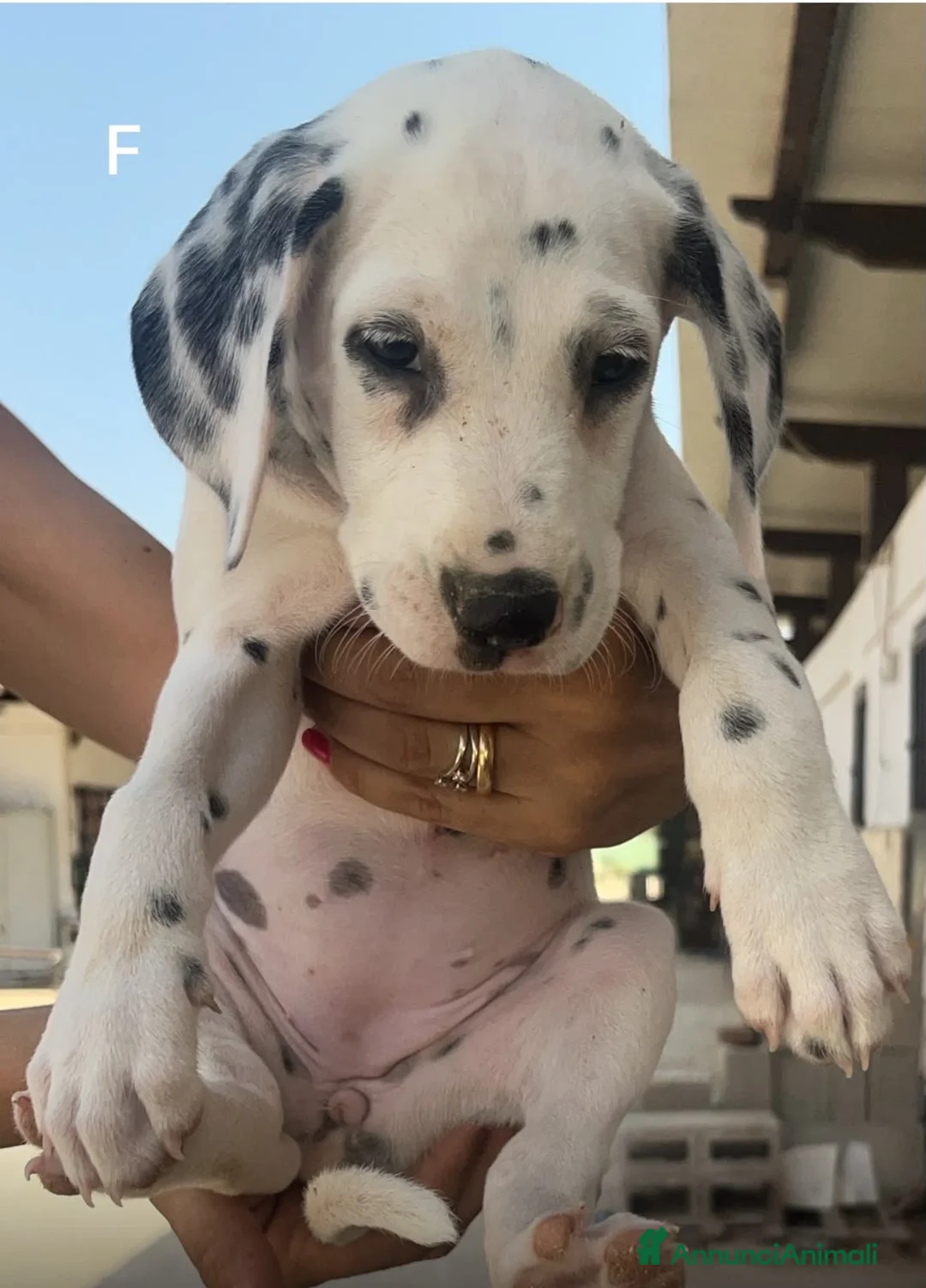 Dalmata cani in vendita: Cuccioli di Dalmata Puri a Città Metropolitana di Bari - Annuncio 2