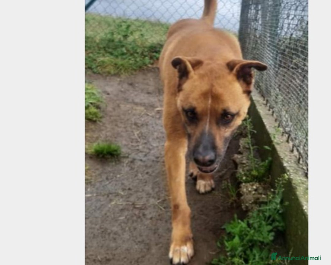 Meticcio cani in regalo: Flick, sostanza e dolcezza  a Roma - Annuncio 8