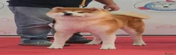 Akita Inu cani in vendita: Cucciolo Akita inu (Top Selection) a Città metropolitana di Roma Capitale - Annuncio 16