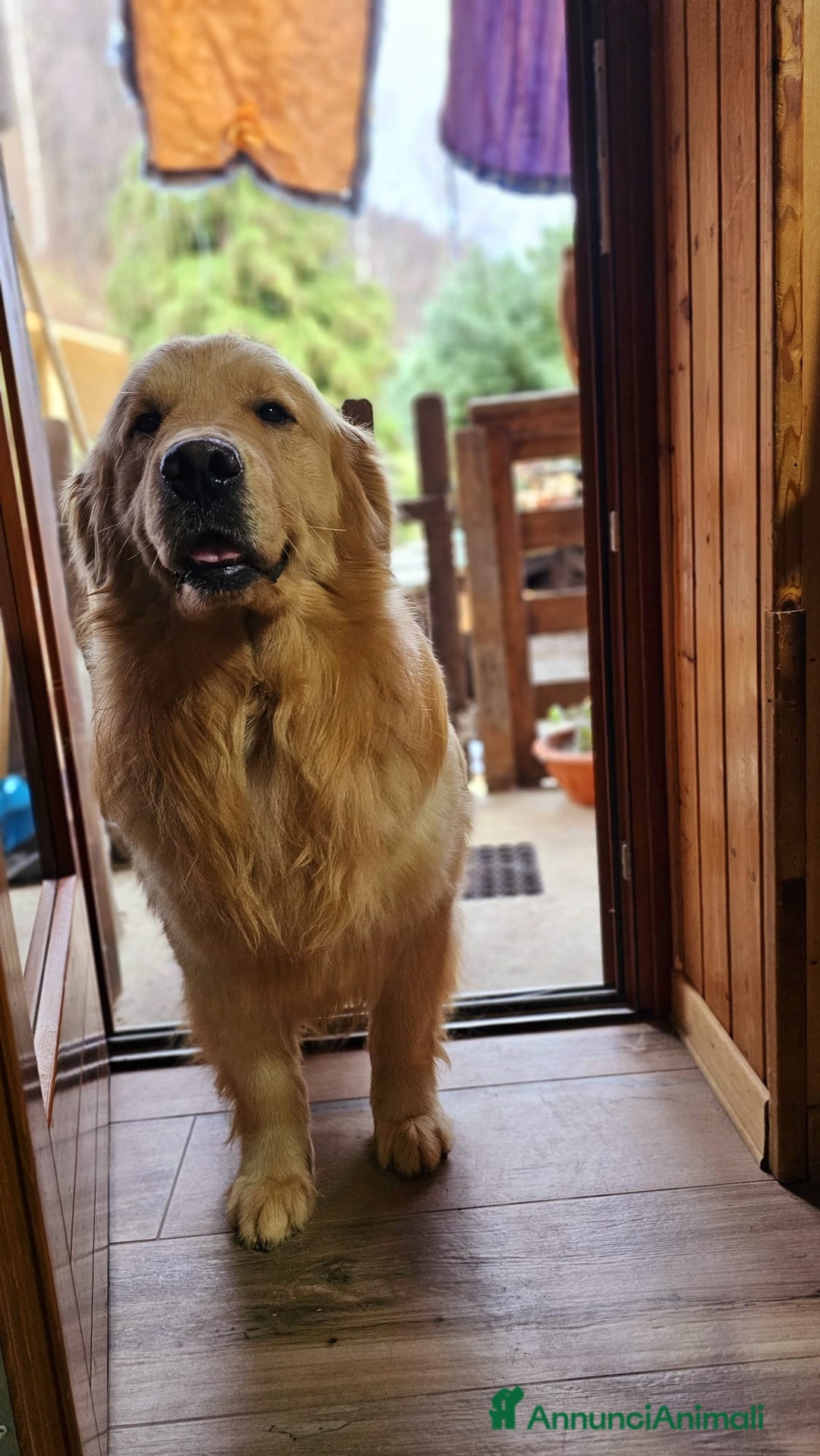 Golden Retriever cani in vendita: Cuccioli linea 100% americana  a Città metropolitana di Milano - Immagine 13
