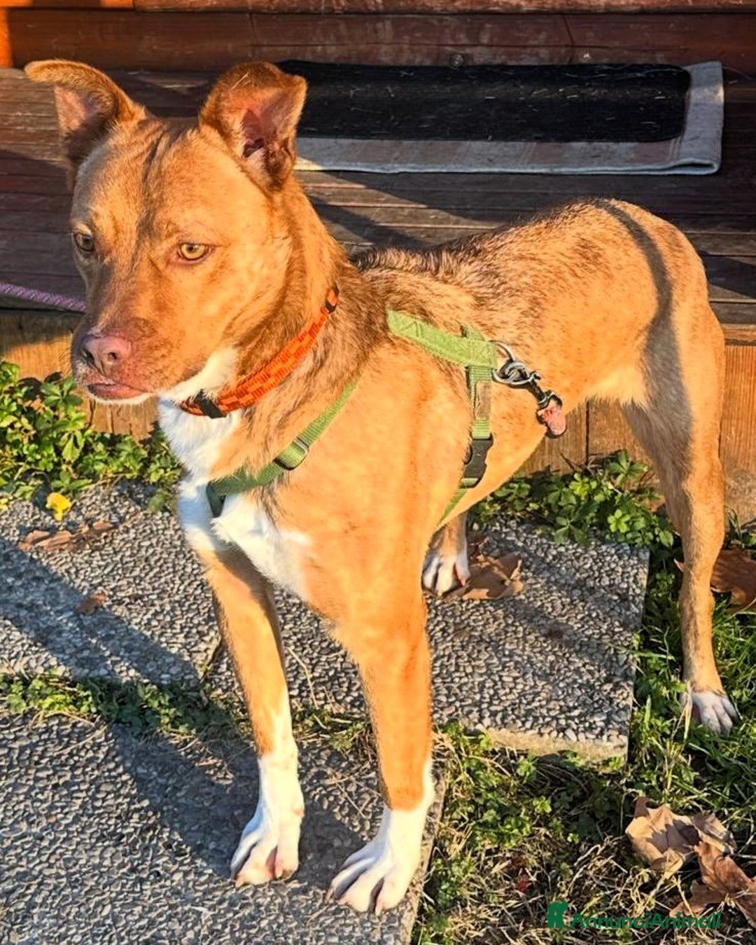 Meticcio cani in regalo: LUCKY BELLISSIMO - Annuncio 2