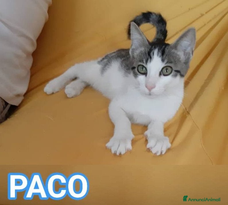 Europeo gatti PACO, adorabile gattino da adottare! - Annuncio 1