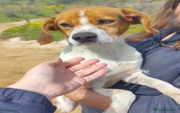Altre razze cani in regalo: PACO   - Immagine 1