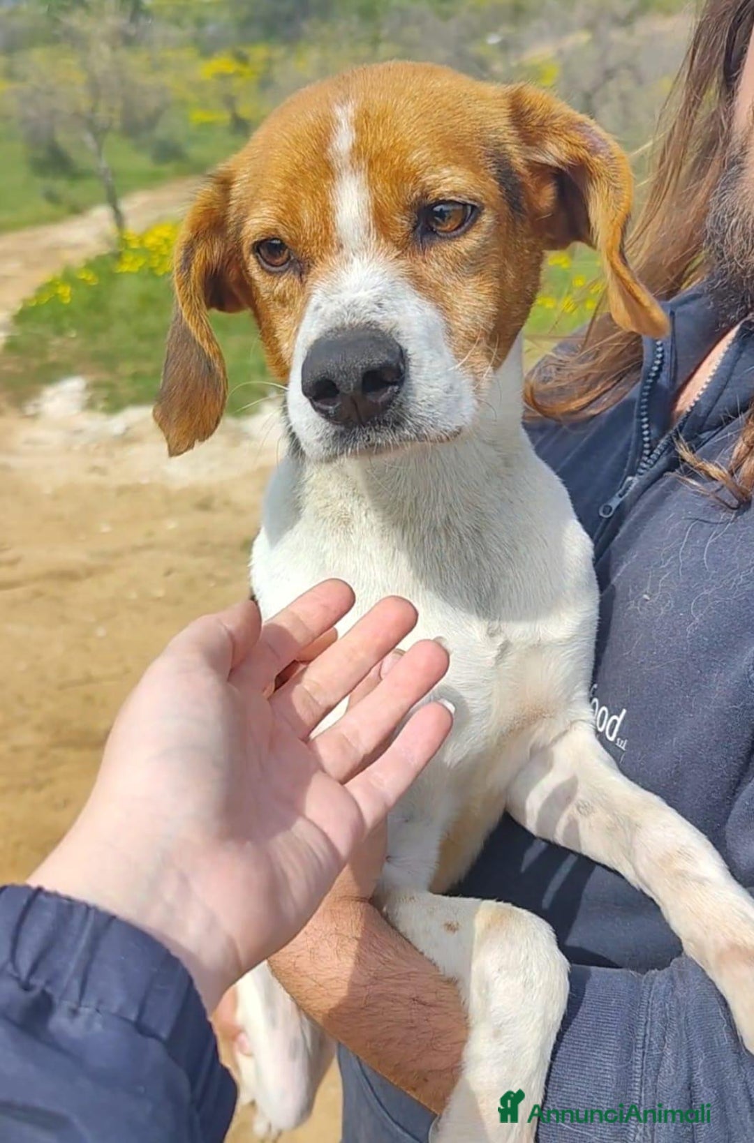 Altre razze cani in regalo: PACO   - Immagine 1