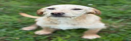 Labrador cani in regalo: KIRA e KALA, cucciolone mix LABRADOR! Dolcissime - Annuncio 8