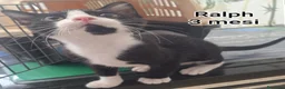 Europeo gatti in regalo: GATTINI SOLI ED ESCLUSI  a Città Metropolitana di Genova - Annuncio 5