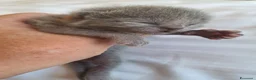 Certosino gatti in vendita: Gattini Certosini - Annuncio 6