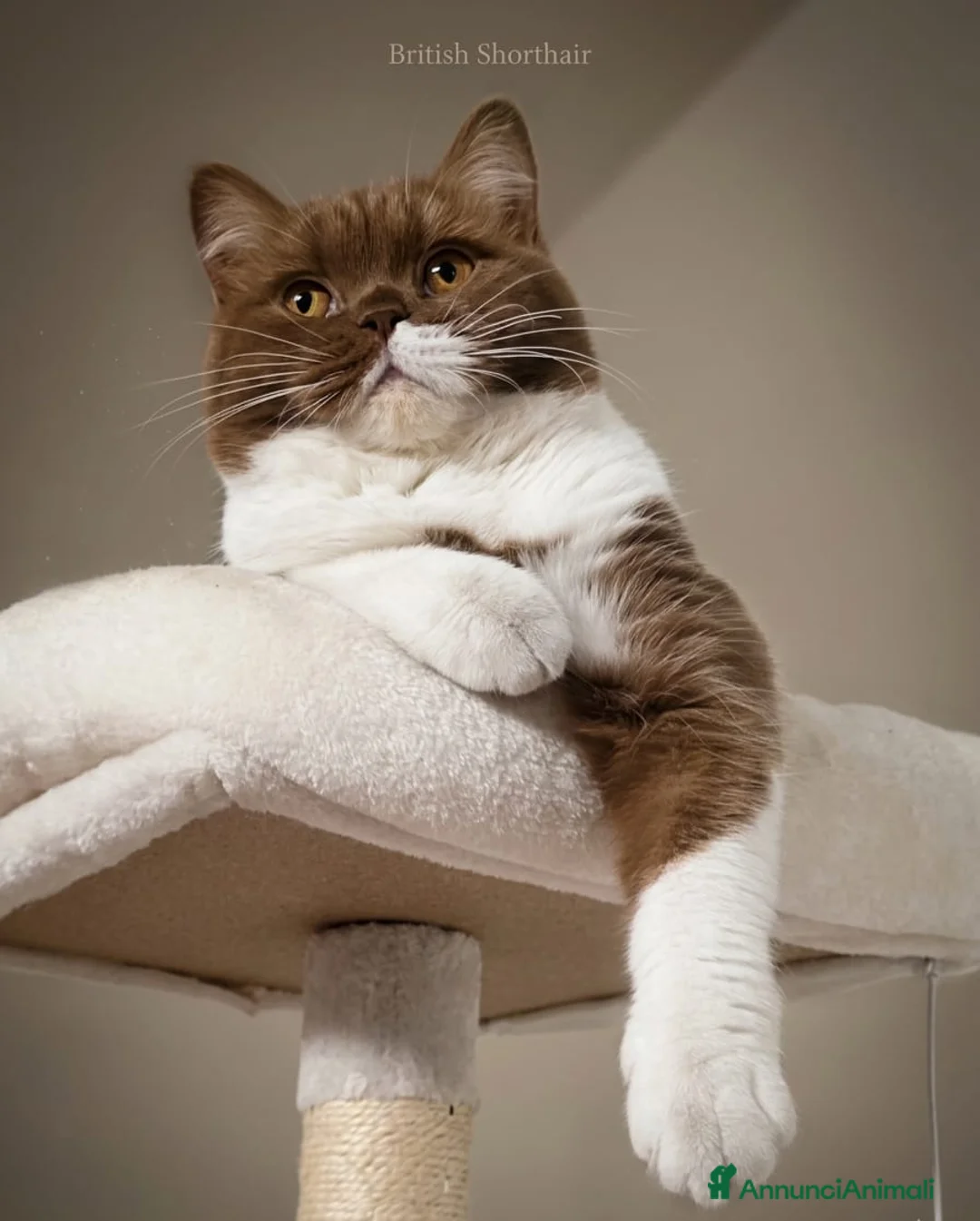 British gatti in vendita: British Shorthair Rehoming  - Annuncio 4