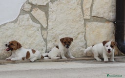 Jack Russell cani in vendita: JACK RUSSELL TERRIER a Provincia di Foggia - Immagine 1