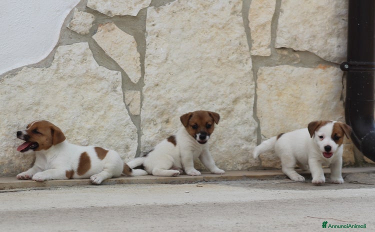 Jack Russell cani a Provincia di Foggia - Annuncio 3