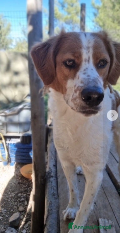 Meticcio cani Macchietta mix Breton 3anni ok gatti.PUGLIA a Città metropolitana di Milano - Annuncio 2