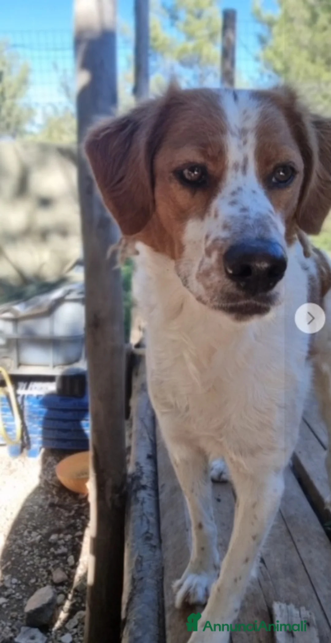 Meticcio cani in regalo: Macchietta mix Breton 3anni ok gatti.PUGLIA a Città metropolitana di Milano - Annuncio 2