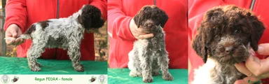 Lagotto Cucciolo 5