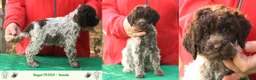 Lagotto cani in vendita: Lagotto romagnolo - cuccioli - Annuncio 6