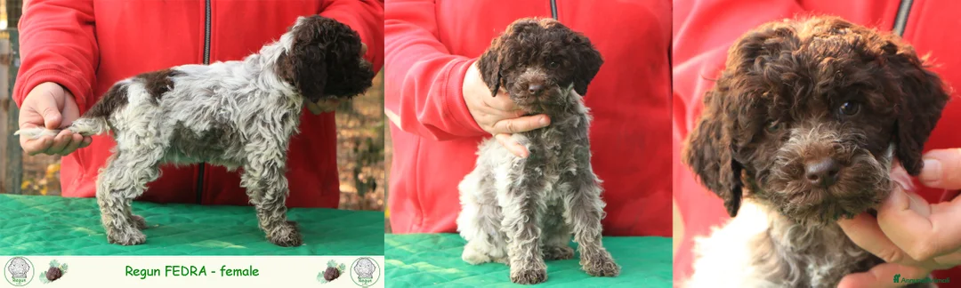 Lagotto cani in vendita: Lagotto romagnolo - cuccioli - Annuncio 6