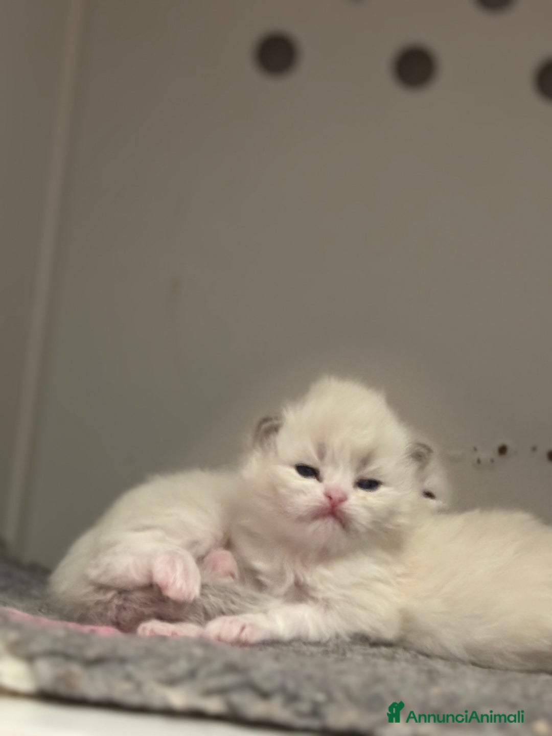 Siberiano gatti in vendita: Siberiani neva masquerade  - Annuncio 3