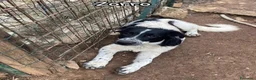 Meticcio cani in regalo: Zorro cucciolo giocherellone - Annuncio 5