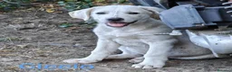Meticcio cani in regalo: NAPOLEONE, CICCIO, JACK, ATHENA e FIFY - Annuncio 4