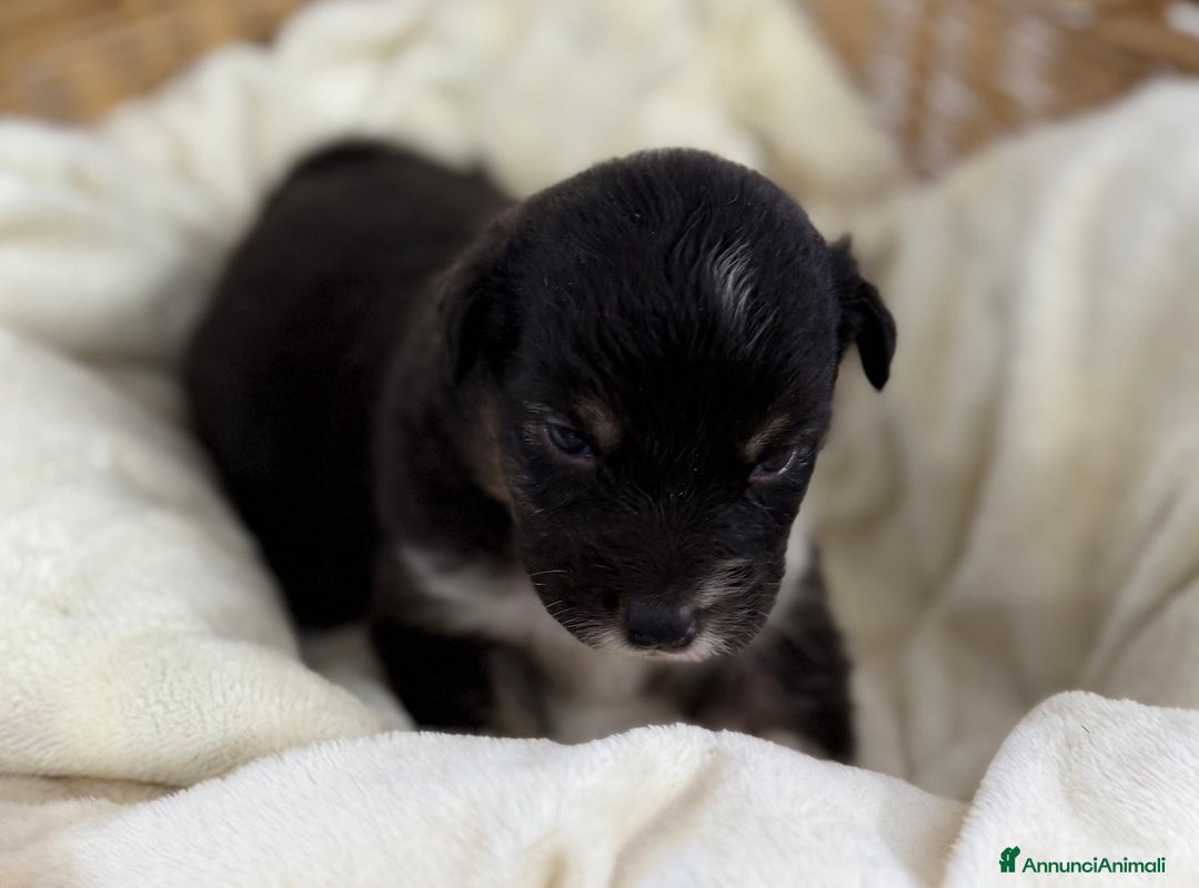 Australian Shepherd cani in vendita: Cuccioli Australian Shepherd / Pastore Australiano - Annuncio 10