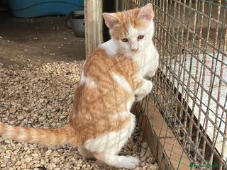 Meticcio gatti DUE TENERI GATTINI - Annuncio 9