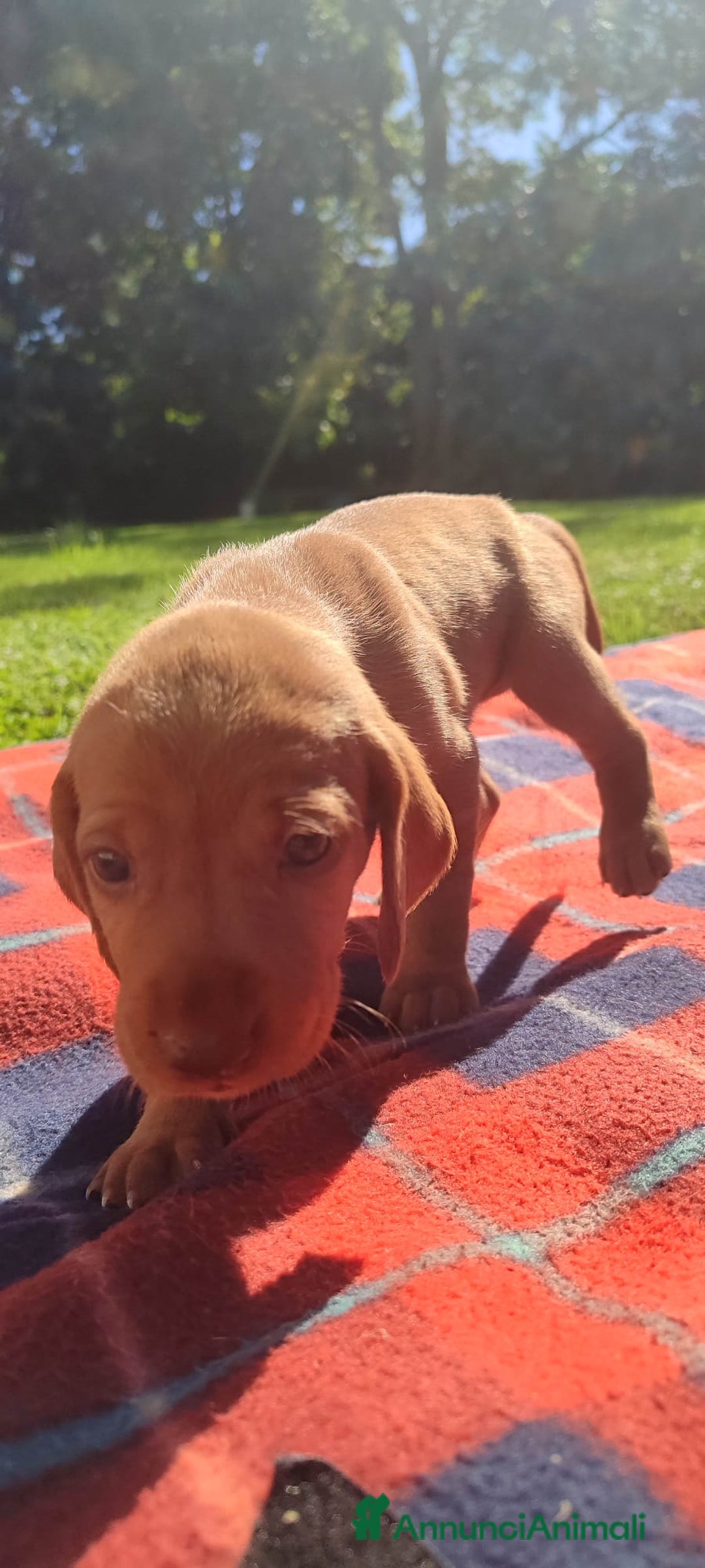 Vizsla cani in vendita: Cucciolata Vizla - Bracco Ungherese - Immagine 3
