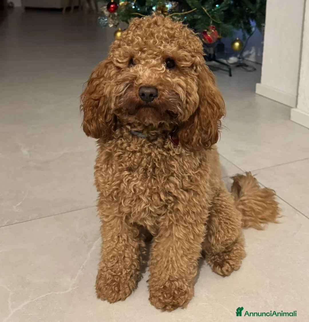 Barboncino cani in vendita: Barboncini  - Annuncio 5