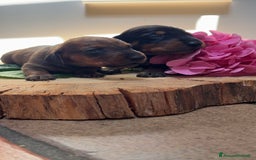 Bassotto cani in vendita: Cuccioli di bassotto tedesco  a Provincia di Lecco - Immagine 4