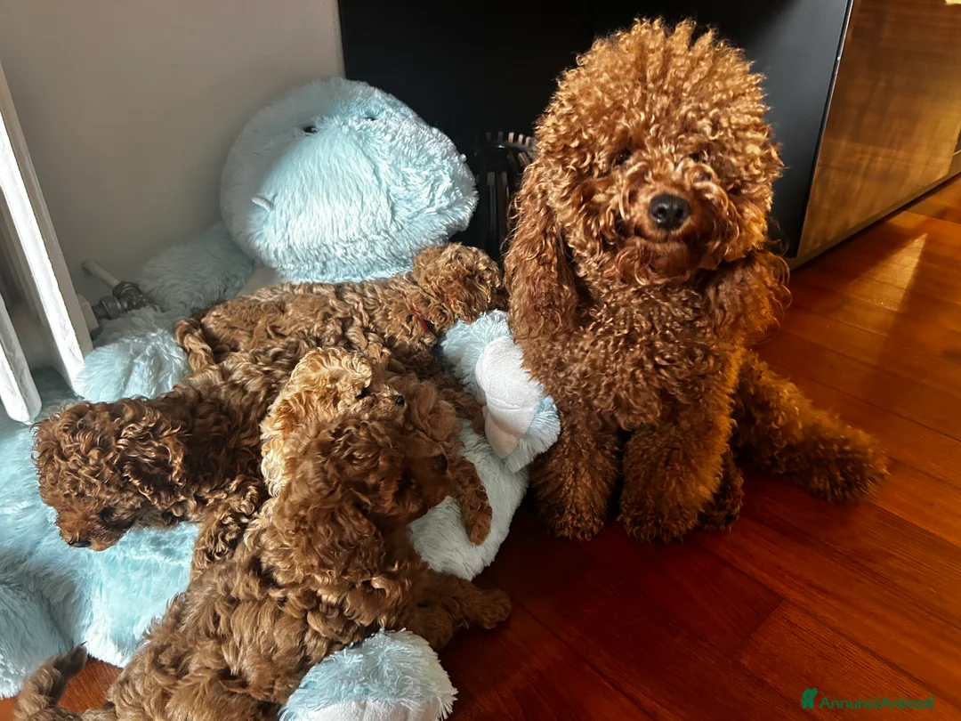 Barboncino cani in vendita: Barboncino nano  - Annuncio 1