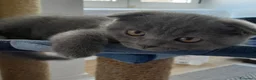 Scottish gatti in vendita: Cucciolo Scottish fold  - Annuncio 3