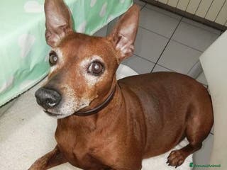 Altre razze cani NITOarzillo nonnino rimasto solo! - Annuncio 1