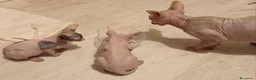 Sphynx gatti in vendita: Sphynx - Annuncio 2