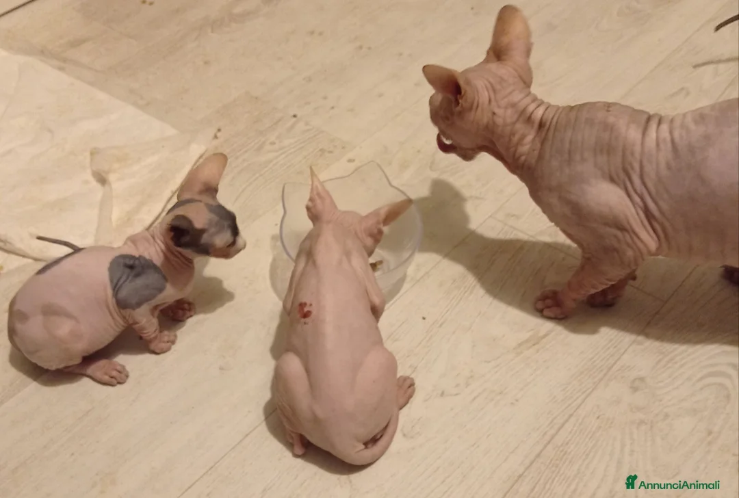 Sphynx gatti in vendita: Sphynx - Annuncio 2
