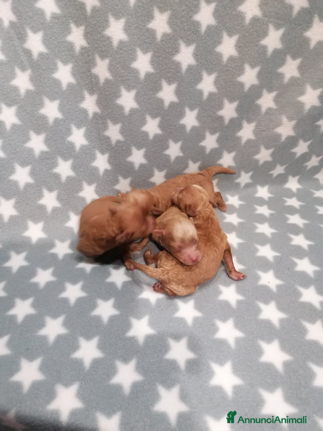 Barboncino cani in vendita: Barboncino nano cuccioli - Annuncio 7