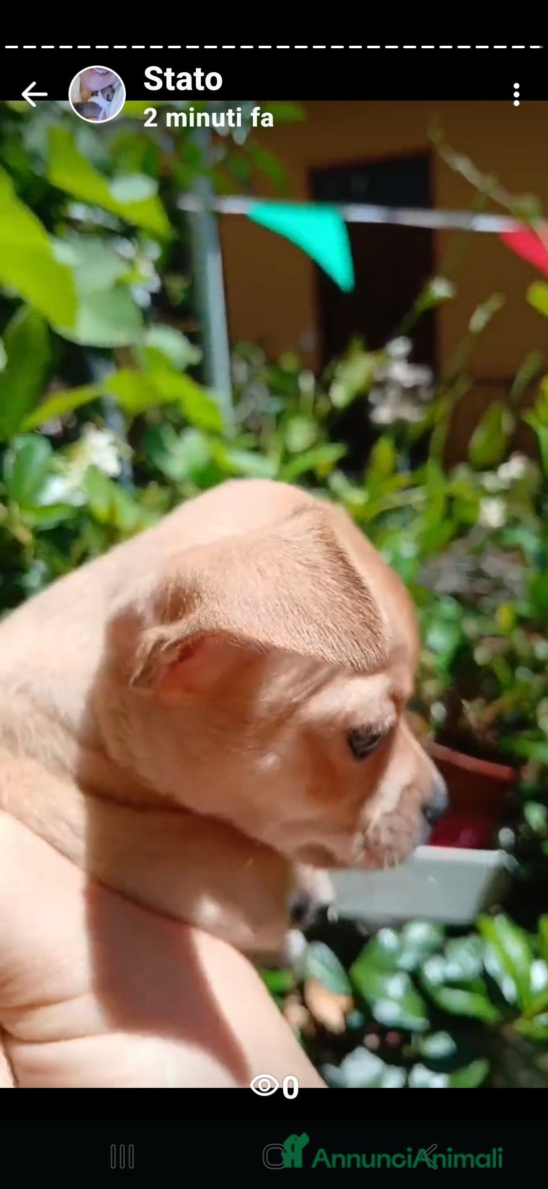 Chihuahua cani in vendita: Cuccioli di chihuahua deliziosi a Città metropolitana di Roma Capitale - Immagine 19