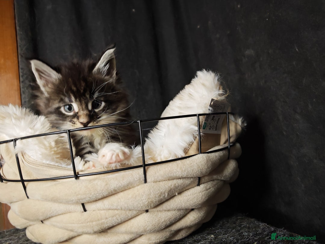 Maine Coon gatti in vendita: Ultimi tre cuccioli  - Annuncio 1