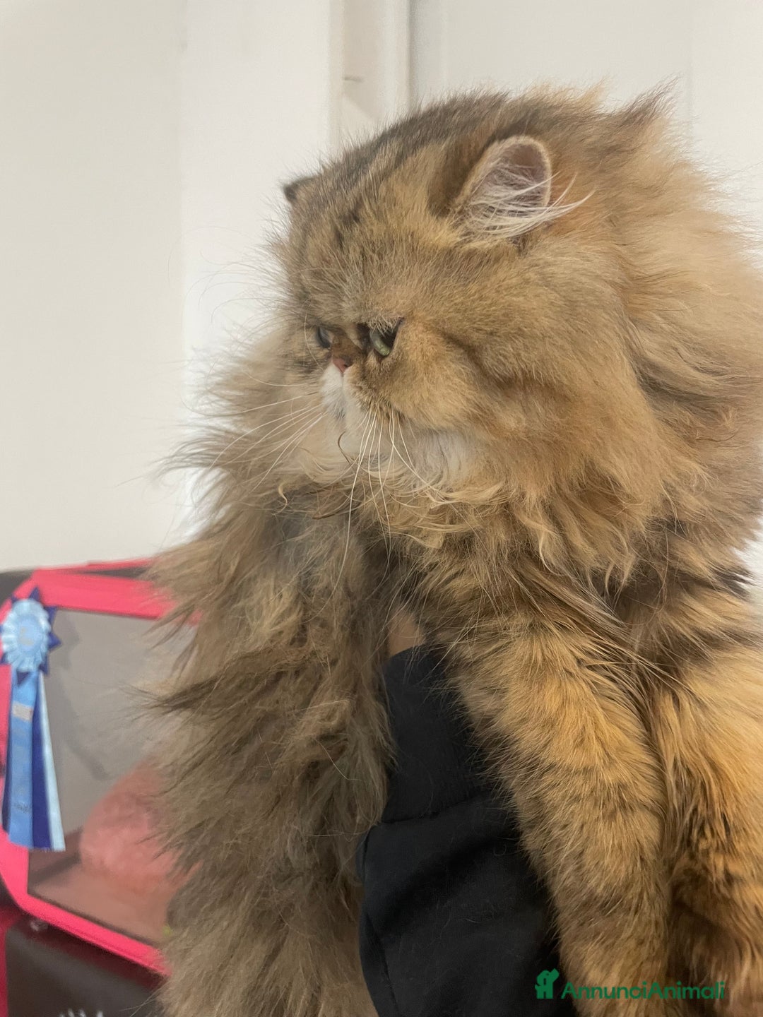 Persiano gatti in vendita: gatto persiano golden shaded con pedigree - Annuncio 3