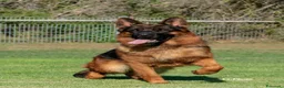 Pastore Tedesco cani in vendita: Allevamento di Terra Scura a Provincia di Salerno - Annuncio 26