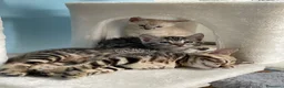 Bengala gatti in vendita: Cucciole Bengala a Provincia autonoma di Bolzano - Alto Adige - Annuncio 7