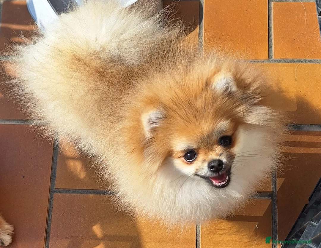 Volpino Pomerania cani in vendita: Spitz tedesco nano - Annuncio 2