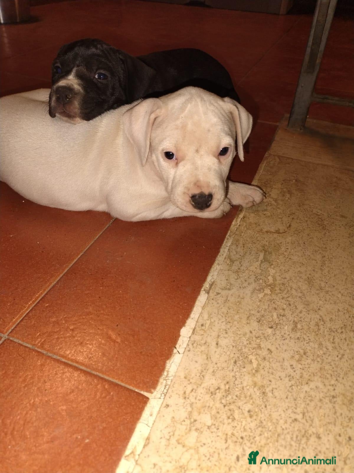 American Staffordshire cani Vendita cucciola amstaff  - Annuncio 34