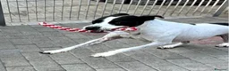 Meticcio cani in regalo: BLACK GENTILCANE - Annuncio 2