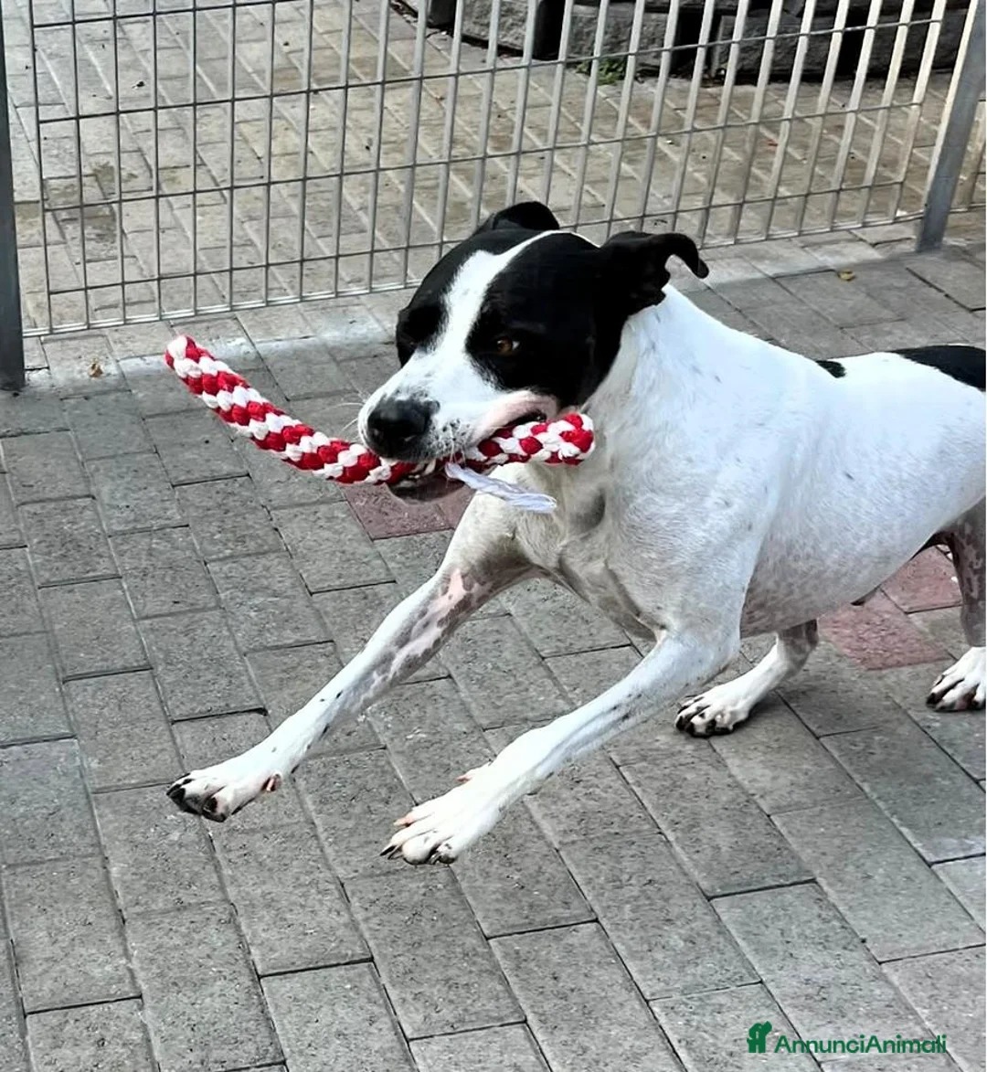 Meticcio cani in regalo: BLACK GENTILCANE - Annuncio 2