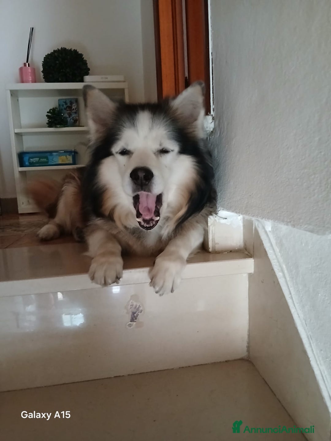 Meticcio cani in regalo: Boris cerca casa - Annuncio 2